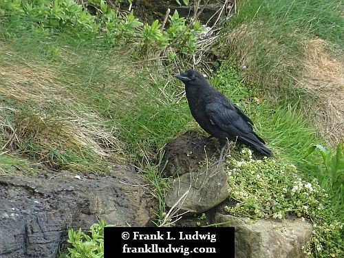 Ravens in Mullaghmore